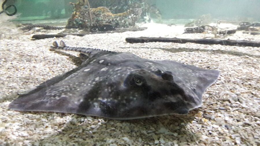 SEA LIFE Great Yarmouth - How long to allow for your visit