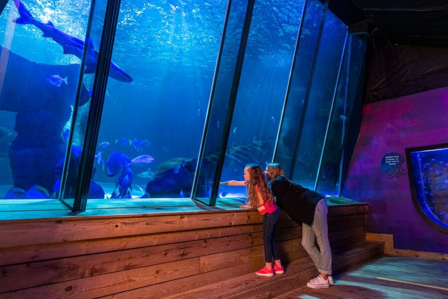 Sea Life Hunstanton - Watching seals from below