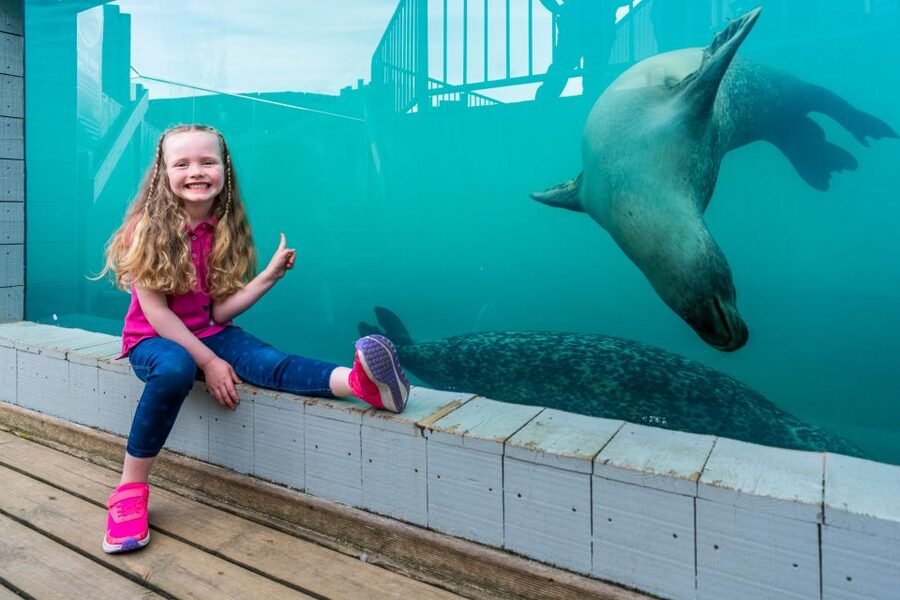 Sea Life Hunstanton - The new penguin beach