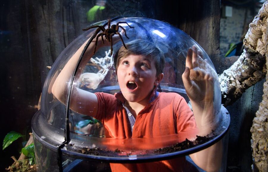 SEA LIFE London & DreamWorks Shrek's Adventure: Combo Ticket - How to use the 90-day ticket wisely