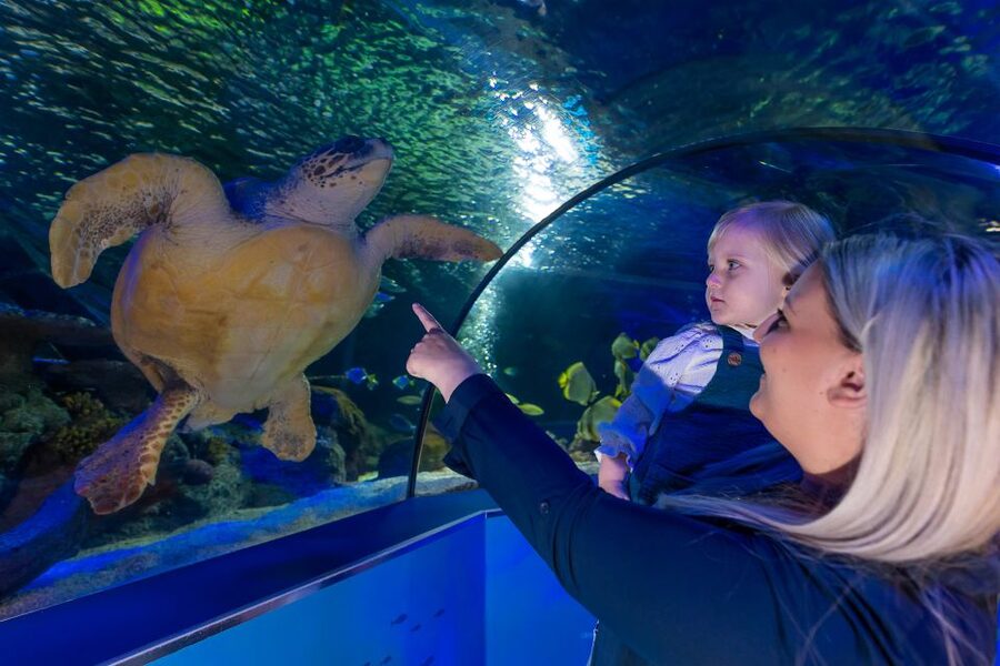 Sea Life Scarborough - Turtle rescue gives the visit its purpose