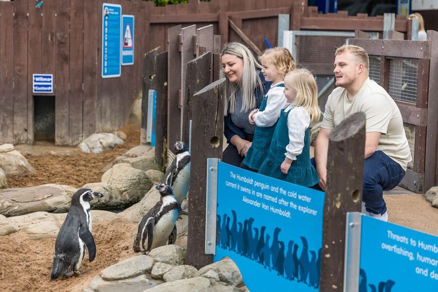 Sea Life Scarborough - Rockpools turn looking into participation