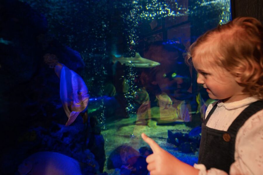 Sea Life Scarborough - Allow more than an hour if you want good value