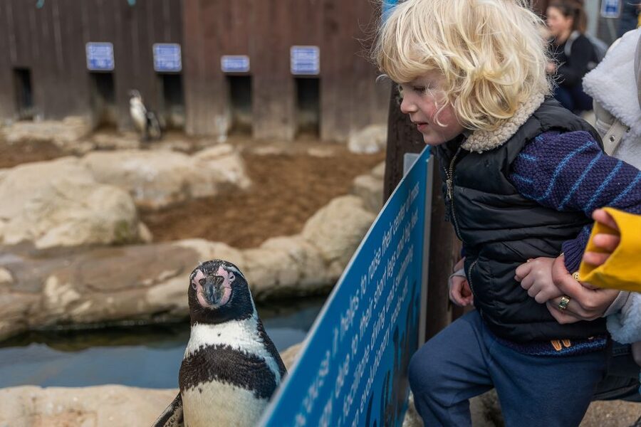 Sea Life Scarborough - Penguin Island gives you a closer view