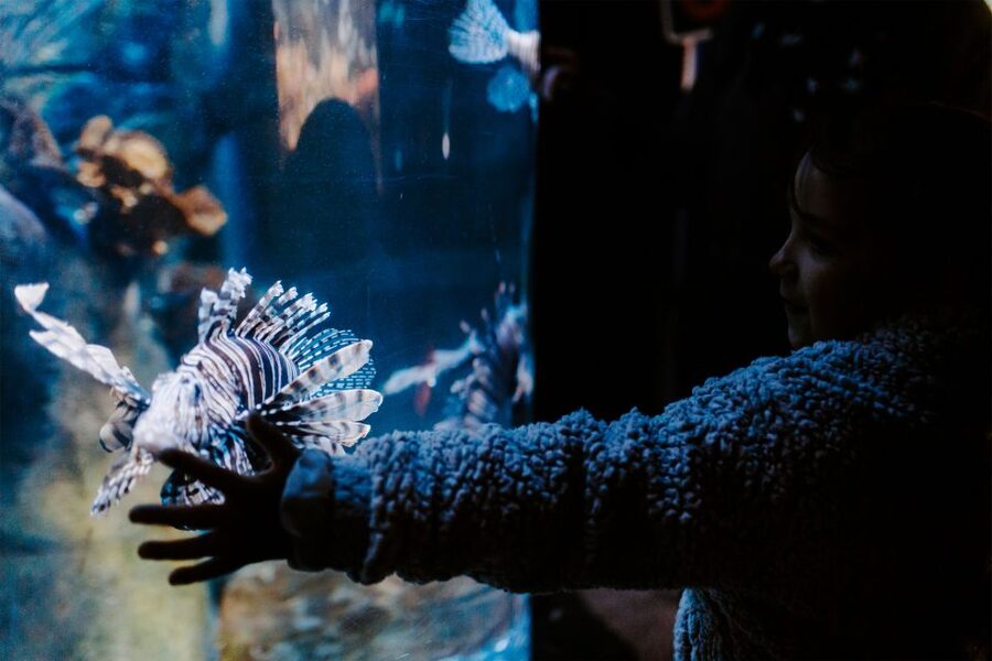 Sea Life Weymouth Admission Ticket - A full day of sea life beside Weymouth beach