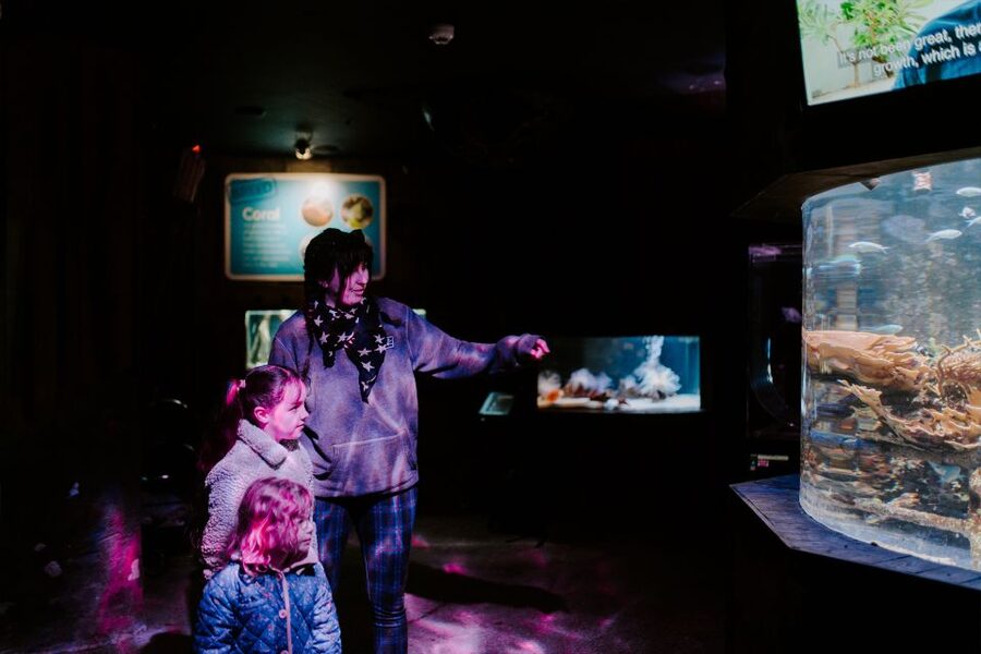 Sea Life Weymouth Admission Ticket - Meet the world’s smallest penguins at Fairy Penguin Island