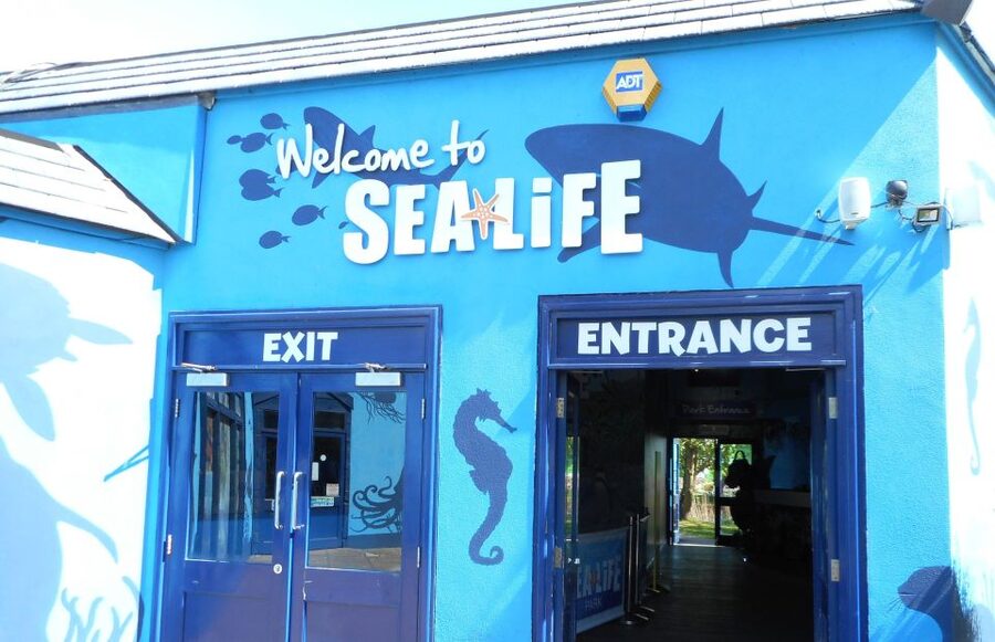 Sea Life Weymouth Admission Ticket - Sharks, stingrays, and the rhythm of feeding time