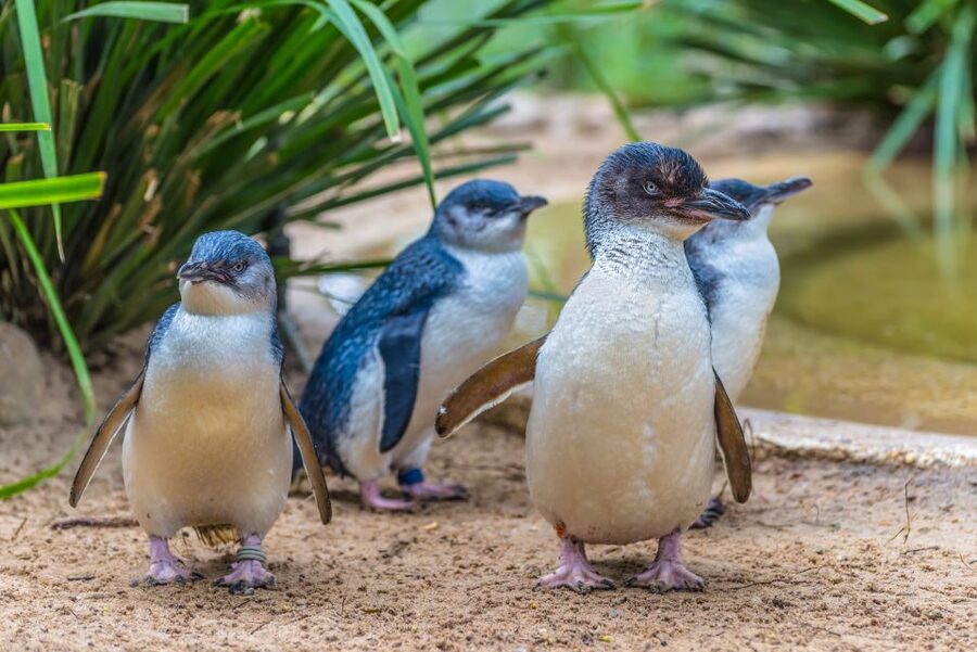 Sea Life Weymouth Admission Ticket - Caribbean Cove adds a pirate-themed break