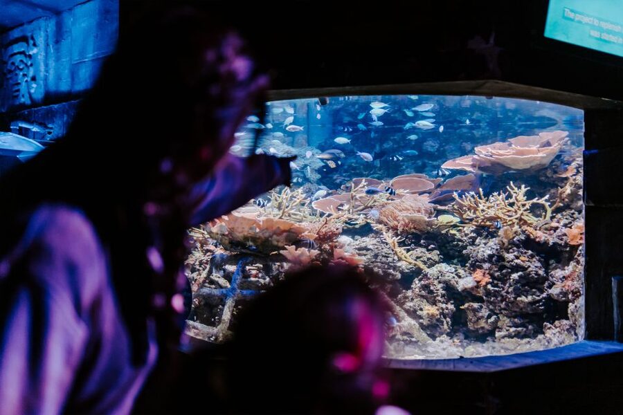 Sea Life Weymouth Admission Ticket - The Splash Zone is useful on a warm day