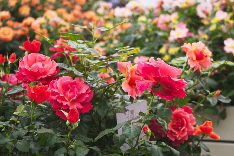 Secret Gardens of London Private Tour - Price And What The Private Format Is Worth