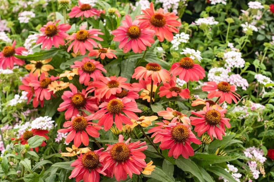 Secret Gardens of London Private Tour - Why London’s Small Gardens Make A Good Day Out