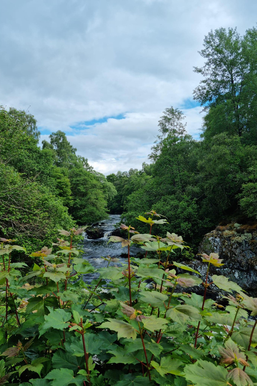 Shore excursion from Invergordon - Castles, Scenery & Whisky - What the strong feedback tells you