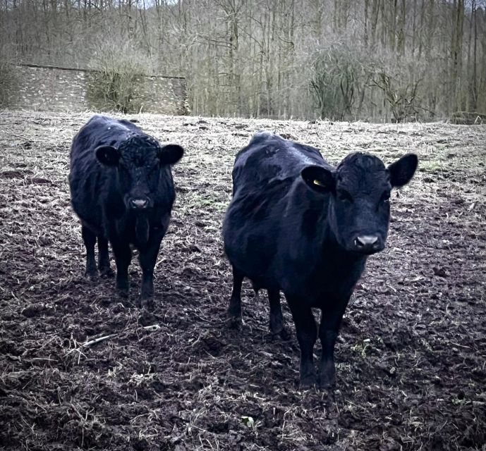 Shropshire: Meet the Mini Moos Cow Cuddling Experience - Mini Moo highlights at a glance