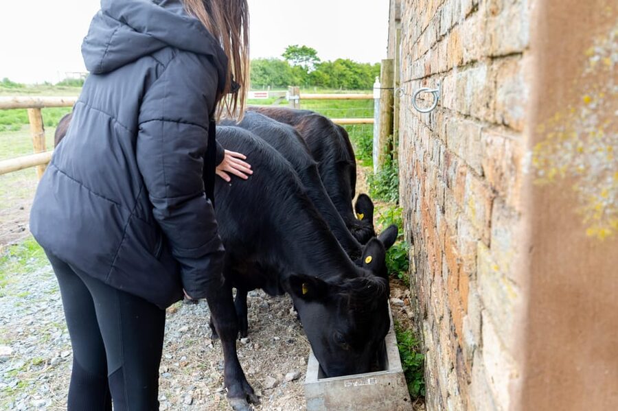 Shropshire: Meet the Mini Moos Cow Cuddling Experience - Meeting the mini moos in rural Shropshire