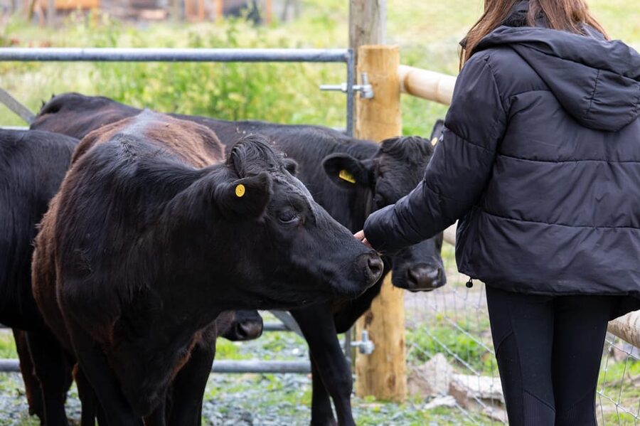 Shropshire: Meet the Mini Moos Cow Cuddling Experience - Feeding and brushing the Dexter cows