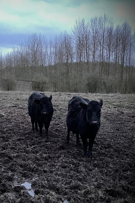 Shropshire: Meet the Mini Moos Cow Cuddling Experience - Photo opportunities without forcing the moment