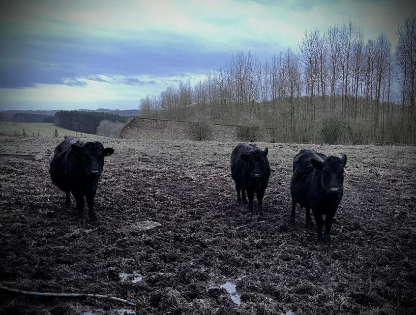 Shropshire: Meet the Mini Moos Cow Cuddling Experience - What happens during the 10-minute safety briefing