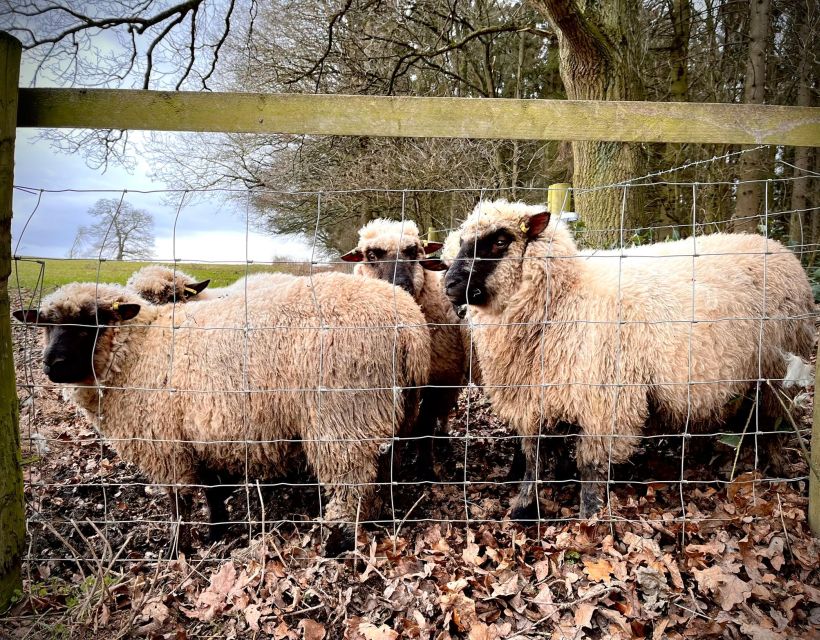 Shropshire: Sheep Trek with the Smallest Sheep in the World - Meeting the tiny sheep at Frankly Farm Tours