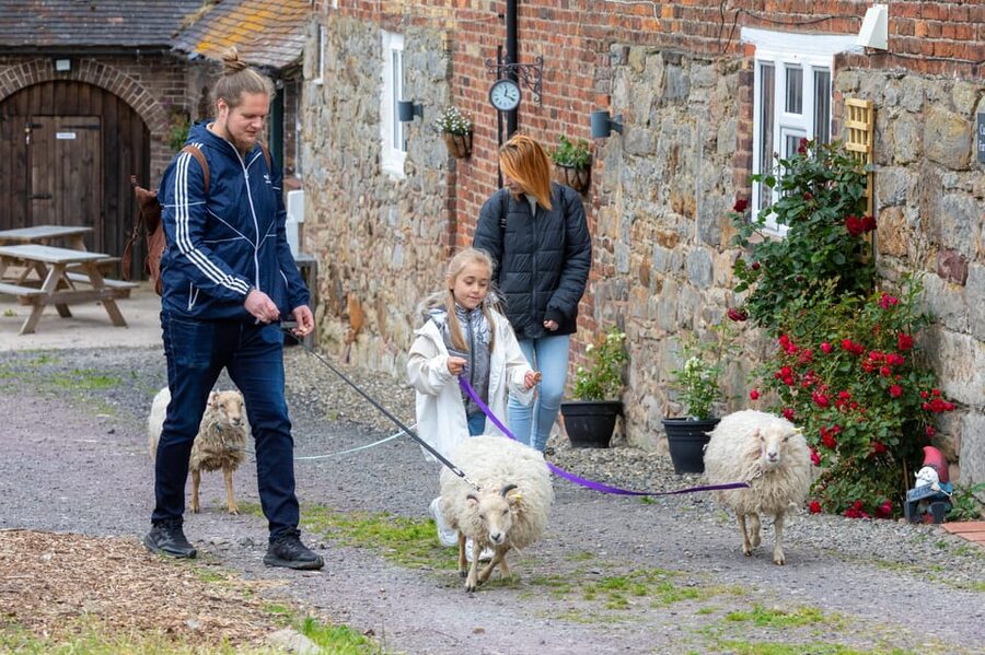 Shropshire: Sheep Trek with the Smallest Sheep in the World - Choosing your walking companion