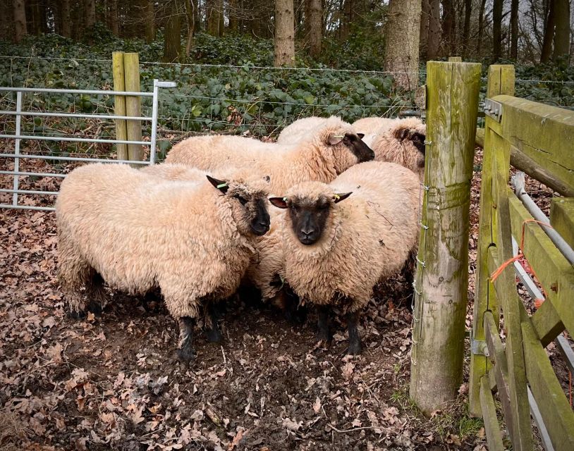Shropshire: Sheep Trek with the Smallest Sheep in the World - Feeding, petting, and taking photographs