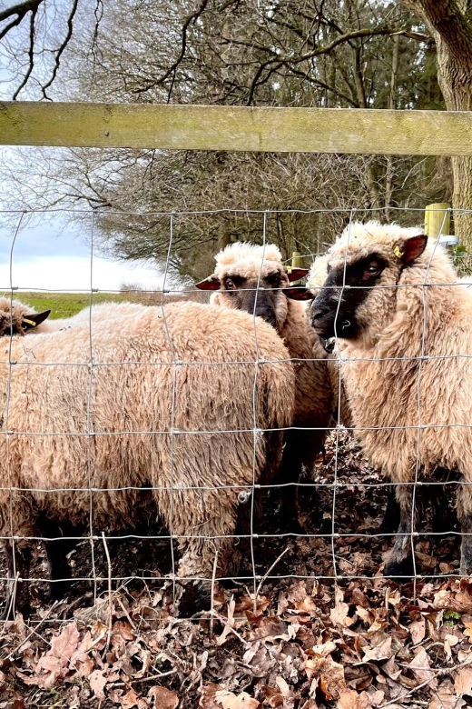 Shropshire: Sheep Trek with the Smallest Sheep in the World - Is $20 a good price?