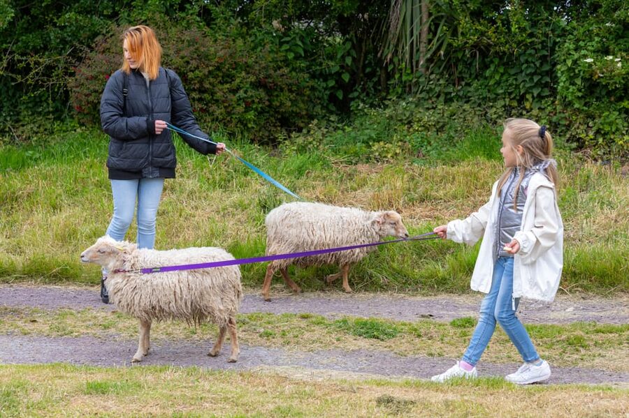 Shropshire: Sheep Trek with the Smallest Sheep in the World - The first 10 minutes: briefing and introduction