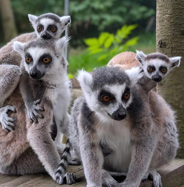 TELFORD: Hoo Zoo and Dinosaur World Entry Ticket - Should you book this Telford day out?