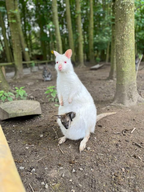 TELFORD: Hoo Zoo and Dinosaur World Entry Ticket - From Hoo Farm to Hoo Zoo and Dinosaur World