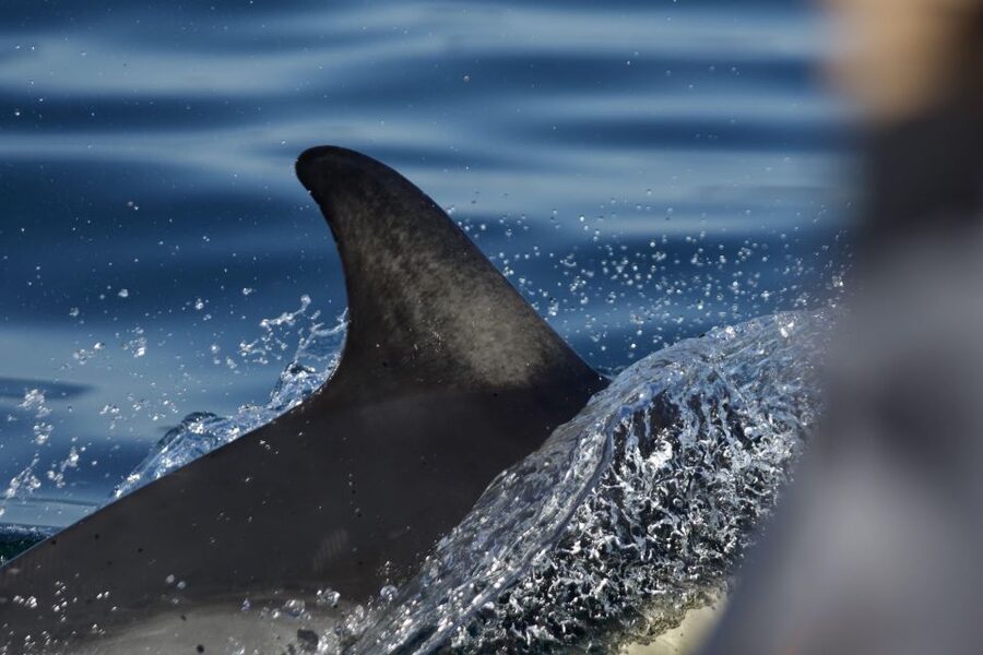 The North Coast Boat Trip Experience - Key points at a glance