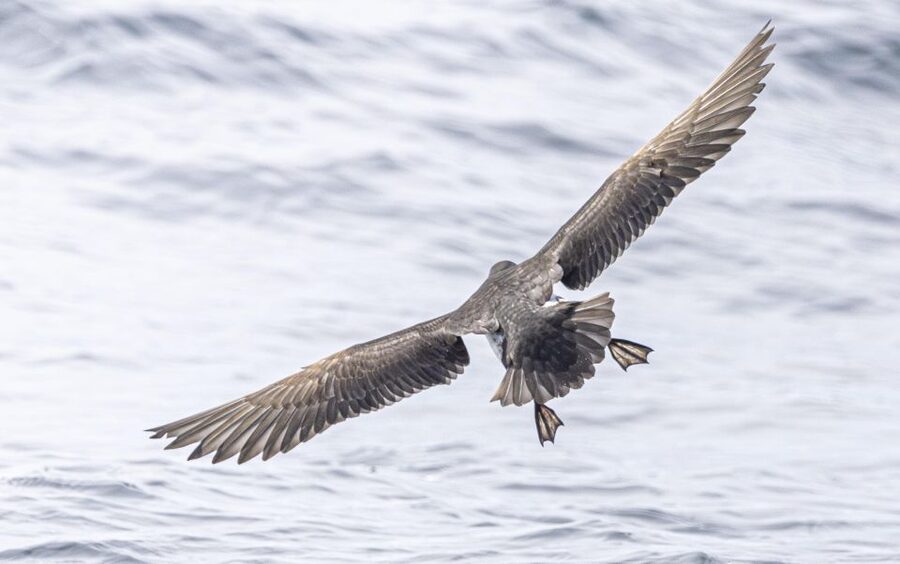 The North Coast Boat Trip Experience - Why this Hayle boat trip feels different
