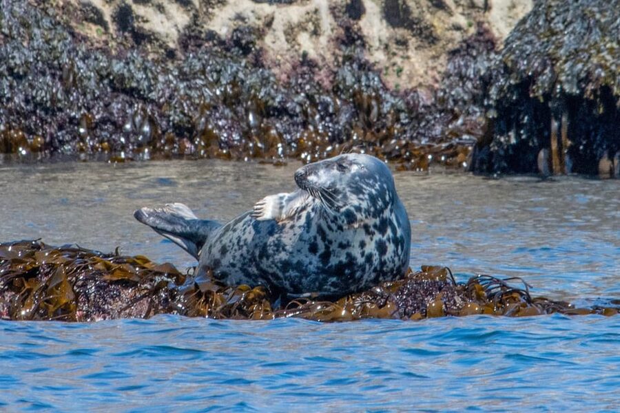 Torquay: High-Speed RIB Boat Ride - What the Raptor feels like on the water