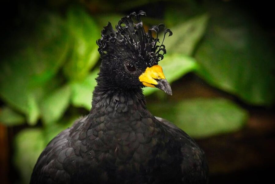 West Berkshire,UK: The Living Rainforest Centre Entry Ticket - Key points to know before you go