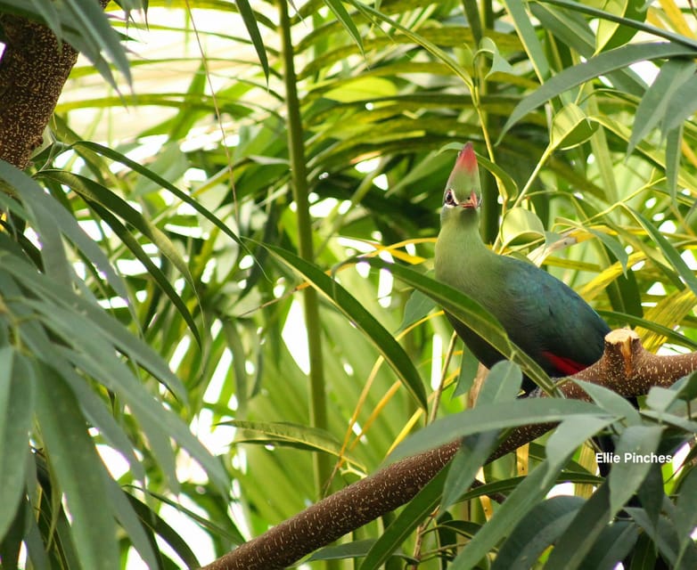 West Berkshire,UK: The Living Rainforest Centre Entry Ticket - Why the rainforest message matters