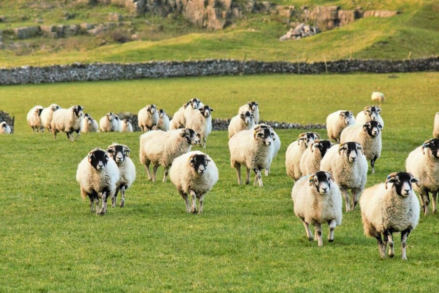 York: "All Creatures Great and Small" Yorkshire Dales Tour - Yockenthwaite and Helen’s farm