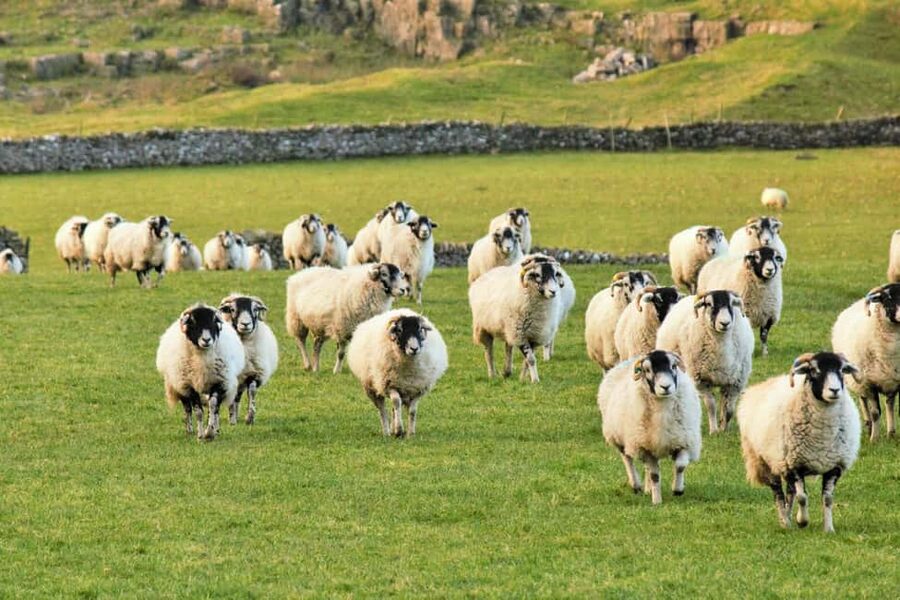 York: "All Creatures Great and Small" Yorkshire Dales Tour - Bolton Castle and the real James Herriot