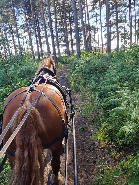 York: Horse Drawn Carriage Ride Around the Countryside York - Key points to know before you book