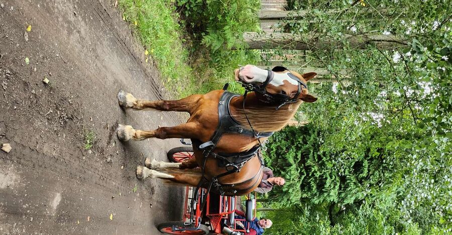 York: Horse Drawn Carriage Ride Around the Countryside York - How to make the most of your hour