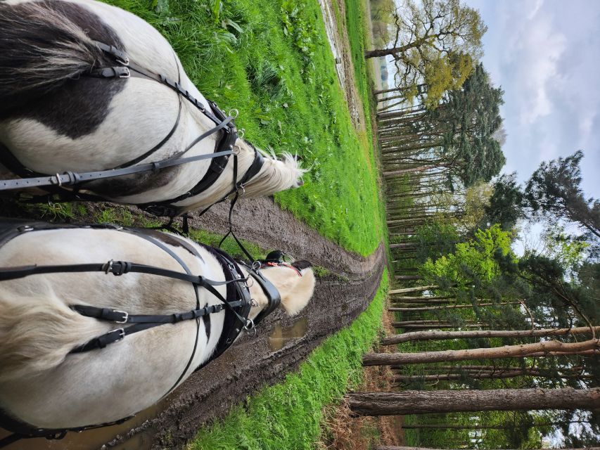 York: Horse Drawn Carriage ride & Cream Tea - What the One-Hour Itinerary Feels Like