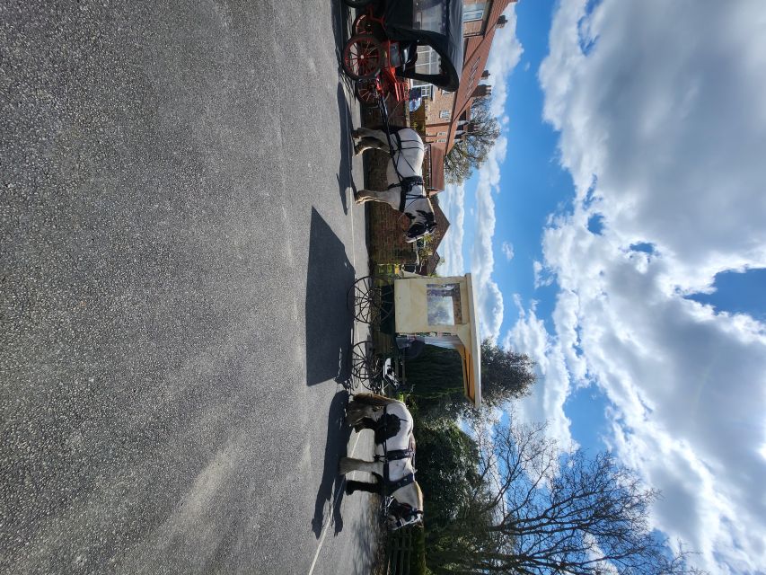 York: Horse Drawn Carriage ride & Cream Tea - Horses, Wildlife, and the Sense of Place