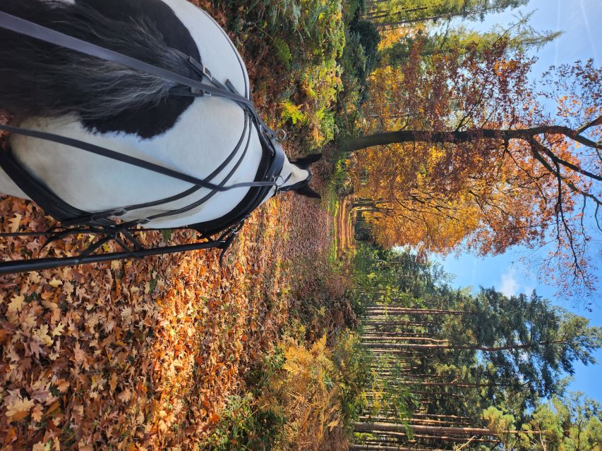 York: Horse Drawn Carriage ride & Cream Tea - Is This York Experience Worth Booking?
